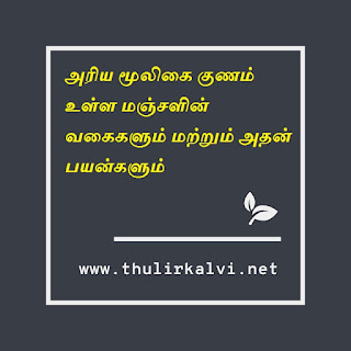 அரிய மூலிகை குணம் உள்ள மஞ்சளின்  வகைகளும் மற்றும் அதன் பயன்களும்