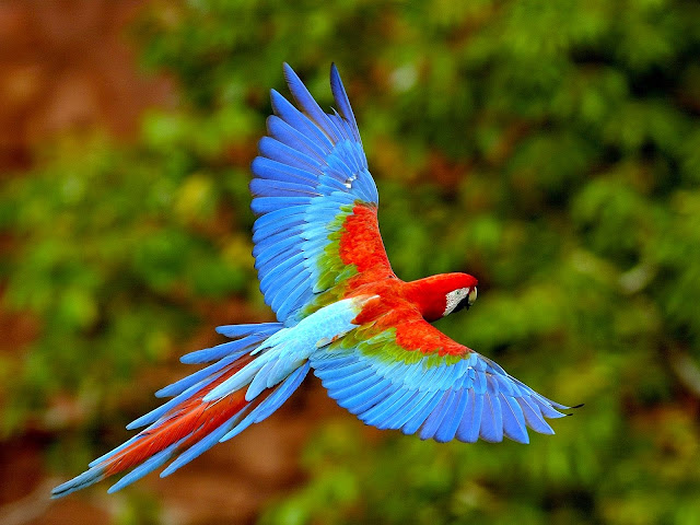 14621-Parrot Flying Animal HD Wallpaperz