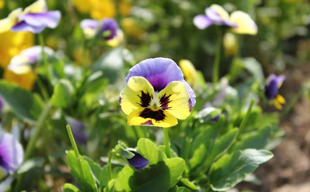 Pansy Flowers Pictures