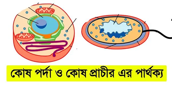 কোষ পর্দা ও কোষ প্রাচীর এর পার্থক্য