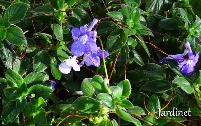 Floração da violeta pendente