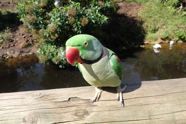 ringneck parakeet