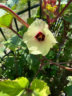 yellow hibiscus like flower with red center, okra flower, atop dark greenery