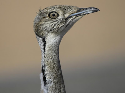 Houbara Bustard