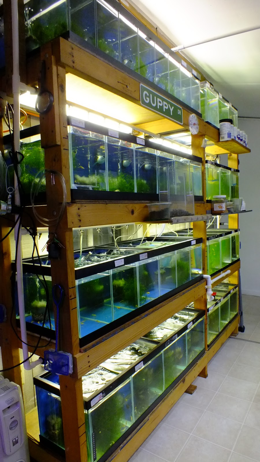 swordtail guppies: breeding rack systems; automation for