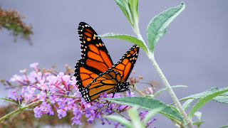 foto tierna mariposa