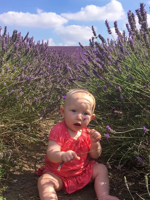 A baby sitting between 2 rows of lavender at Hitchen lavender fields