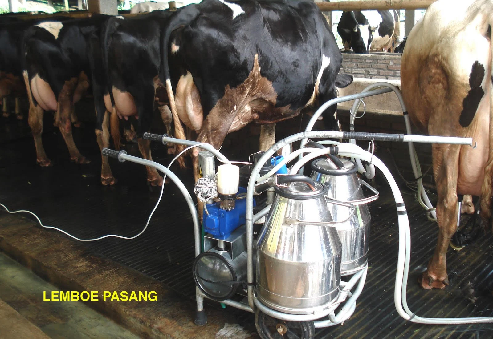 Cara Kerja Mesin Perah Susu Sapi: Semua yang Perlu Kamu Ketahui! | Cara