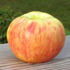 Squat yellow apple with faint orange stripes