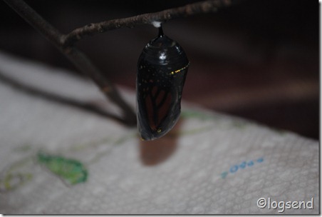 Monarch 