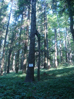 Poiana Ruscai - Arcul de triumf - monument natural