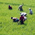 Gobierno emite decreto que protege la producción local de arroz frente al DR-CAFTA