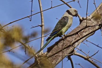 Malabar parakeet