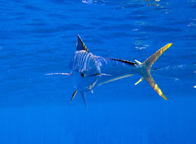 Common Dolphin (Coryphaena hippurus)