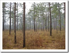 2013-1-9 Ocala (4)