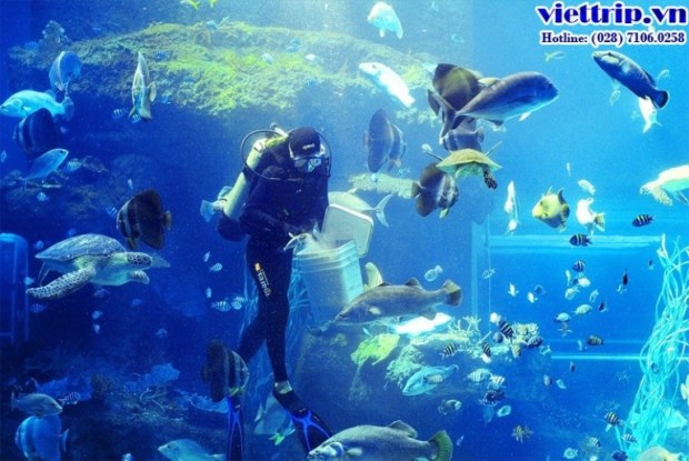 Dịch vụ lặn biển - Vinpearl Phú Quốc resort