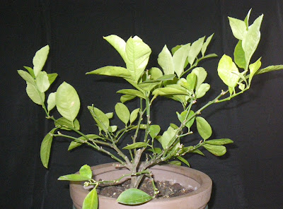 Dwarf lemon tree, fall 2010