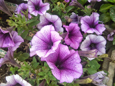 petunias purpuras