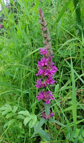 IMG_1815 (2)