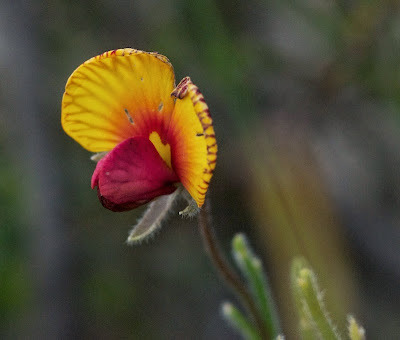 Granny Bonnets (Isotropis cuneifolia)