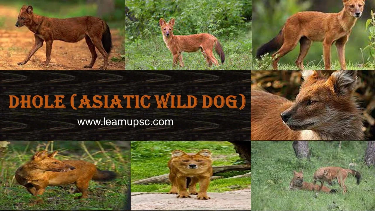 Dhole (Asiatic Wild Dog)