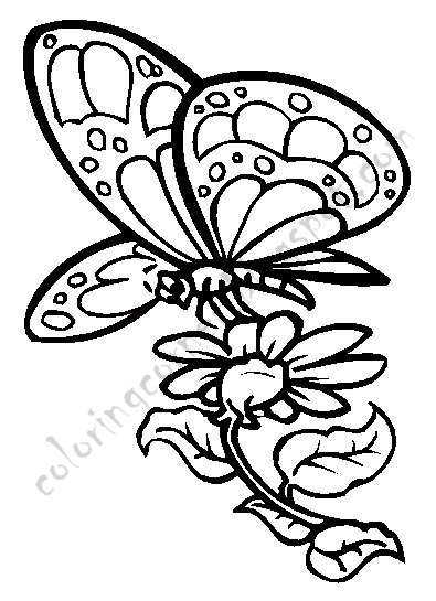 Butterfly Coloring Pages title=