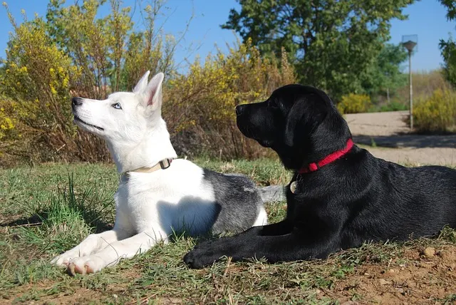 Labrador Husky