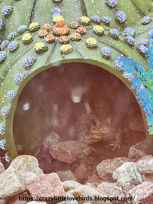 Toad inside of cactus toad home