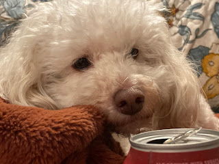 Lottie sniffing my open can of Winter Ale.