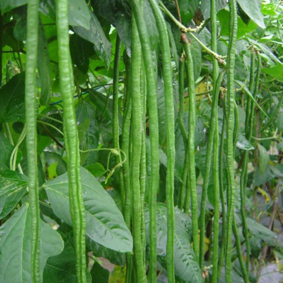 Jual Benih Kacang Panjang Pertiwi Lombok