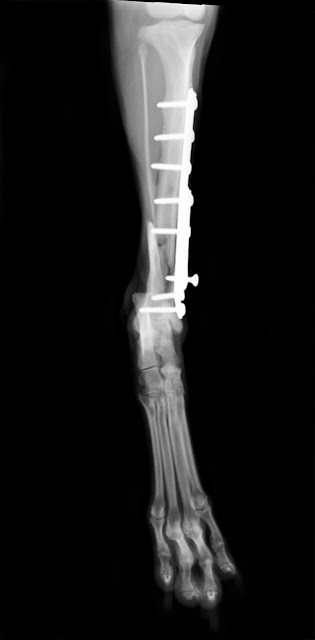 tornillo flojo placa tibia canino