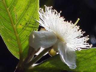 Bengal guava çiçeği