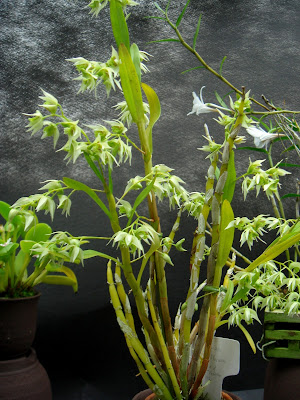 Dendrobium eriiflorum care and culture