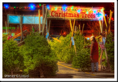 Trees For Sale