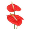 Anthurium