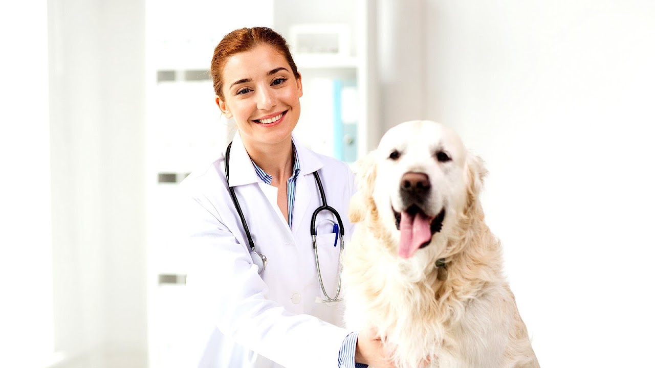 Dr. Dog - Doctor Dog