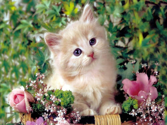 Cute Kittens HD Wallpaper Download