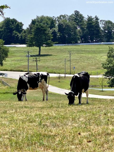 Vacas en Smiling Hill Farm, Maine