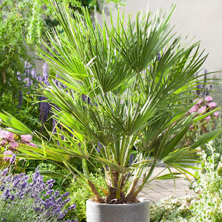 Palmera excelsa: ideal para el frío