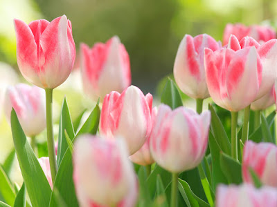 fotos de tulipanes en ramos