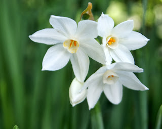 Narcisos als Jardins de Miquel Martí i Pol (Barcelona) per Teresa Grau Ros