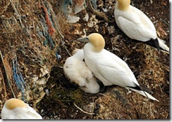 Bempton Cliffs RSPB