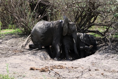 Elephants Mudbath