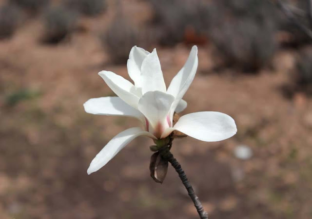 Magnolia Flower Pictures