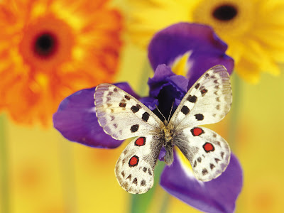 Beautiful Butterfly Normal Resolution Wallpaper 15