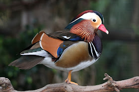 Mandarin Duck - pato mandarín