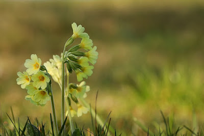 Primula, il primo fiore della primavera