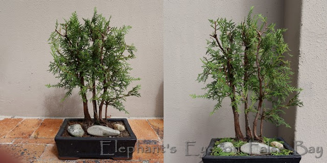 Chinese arborvitae bonsai Before and after trimming for bark view