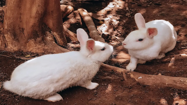 Rabbits