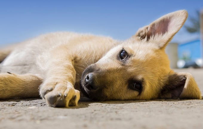 Principales enfermedades que sufre un perro